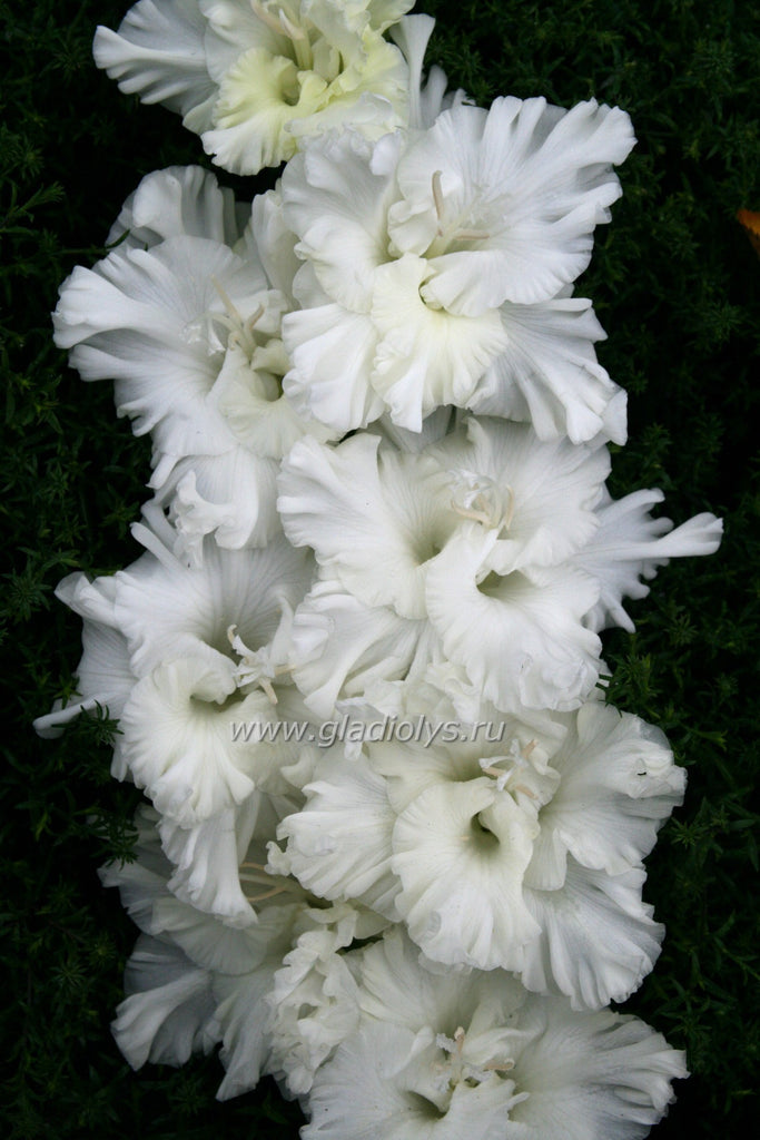 гладиолус Узорчатая снежинка, селекционер Кузнецов