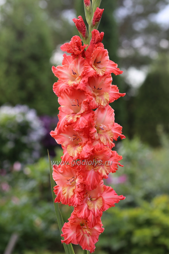 гладиолус Виват Виктория, селекционер Шевченко