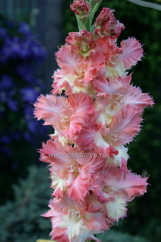 гладиолус Внучкины ресницы, селекционер Васильев