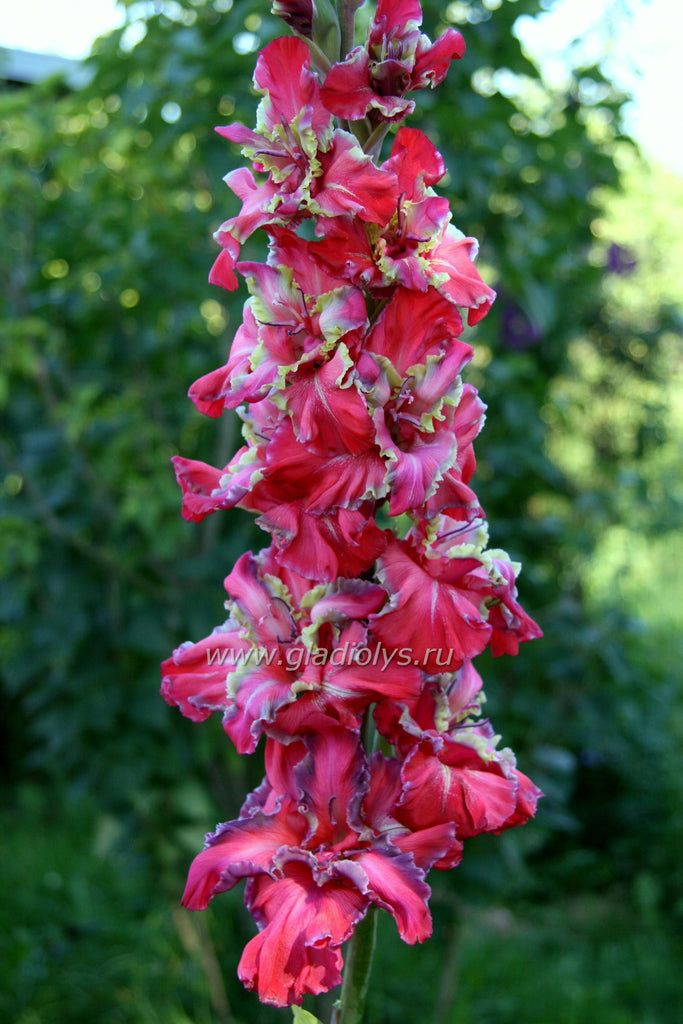 гладиолус Возмутитель спокойствия, селекционер Баранов