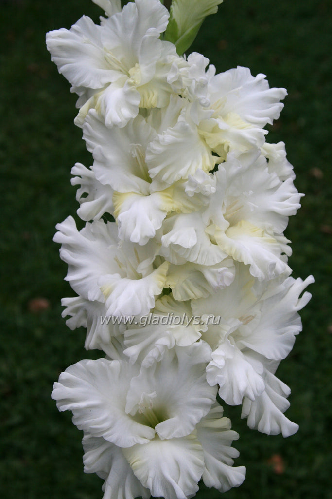 гладиолус Юбилейный Питер, селекционер Трифонов