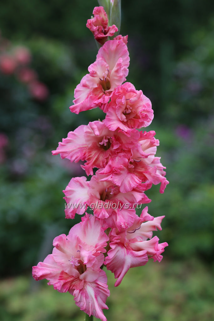 гладиолус Загадка августа, селекционер Киселев