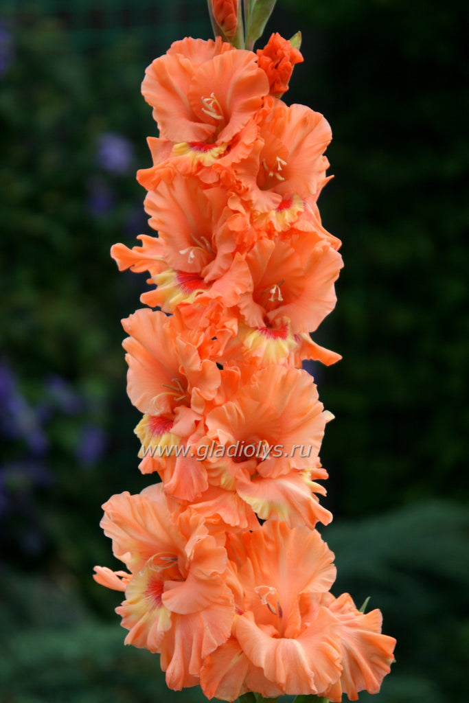 гладиолус Здравствуй Крым, селекционер Киселев