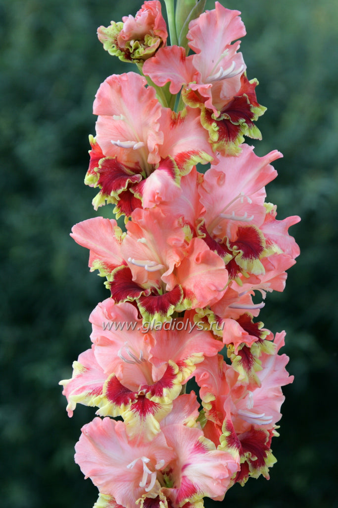 гладиолус Зелта апмалите, селекционер Винкелис