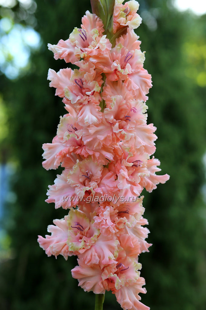гладиолус Живая любовь, селекционер Васильев