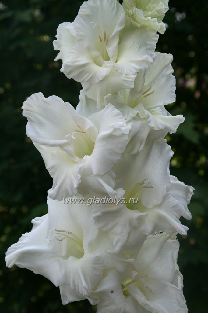 гладиолус Журавушка, селекционер Лобазнов