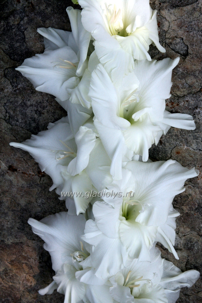 гладиолус Зимни крал, селекционер Домский