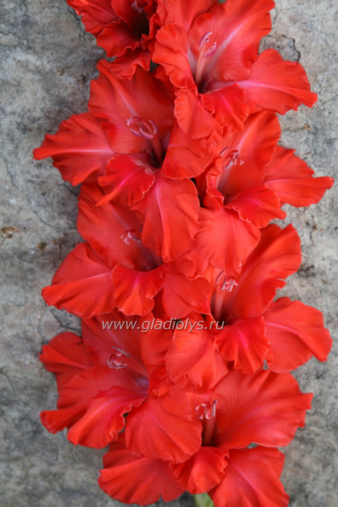 гладиолус Знаменосец, селекционер Родичев