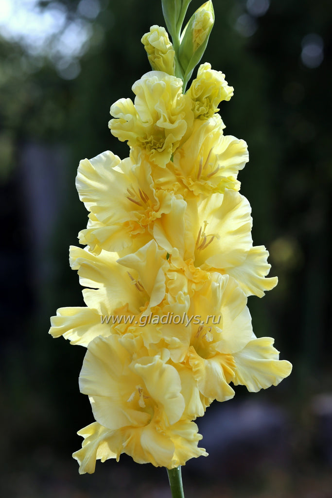 гладиолус Золотая роскошь, селекционер Киселев