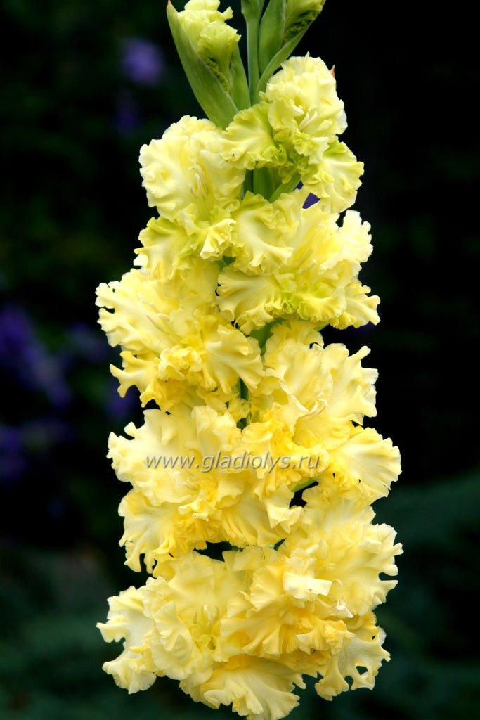 гладиолус Золотой сапфир, селекционер Филимонов