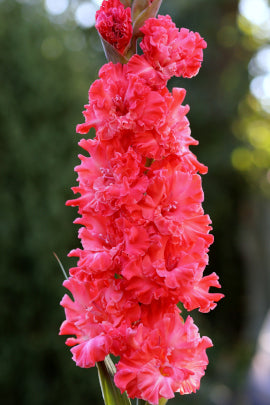 Гладиолус Алые вихри, селекционер Шевченко