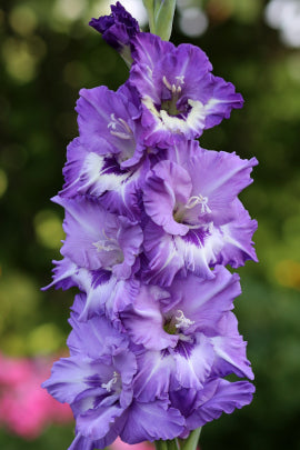 Гладиолус Лазоревые глазки, селекционер Шевченко