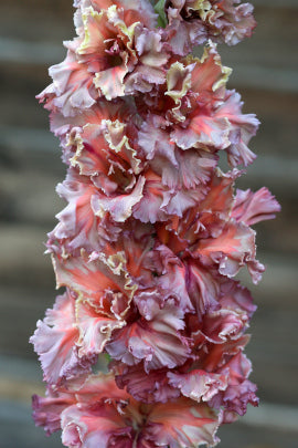 Гладиолус Гармония хаоса, селекционер Шевченко