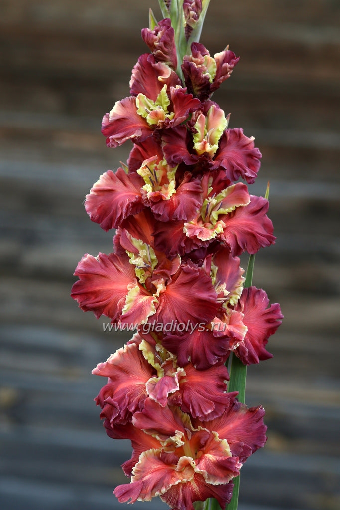 Гладиолус Чоко пай, селекционер Шевченко