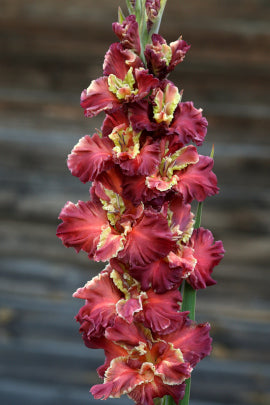 Гладиолус Чоко пай, селекционер Шевченко