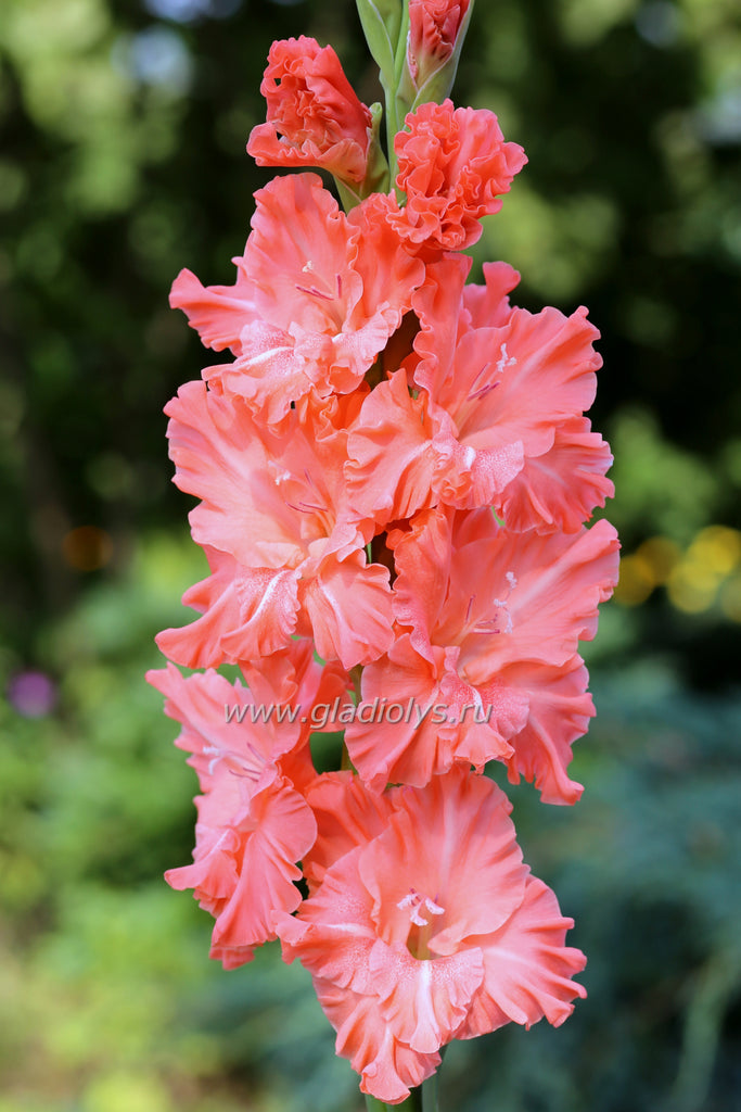 Гладиолус Доктор Лиза, селекционер Шевченко