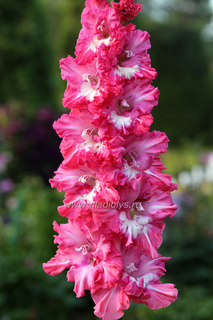 Гладиолус Галантный кавалер, селекционер Шевченко