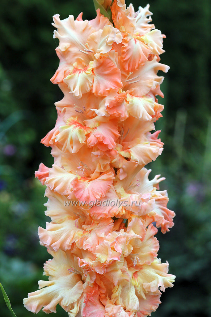 Гладиолус Привет, Джон!, селекционер Шевченко