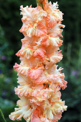 Гладиолус Привет, Джон!, селекционер Шевченко