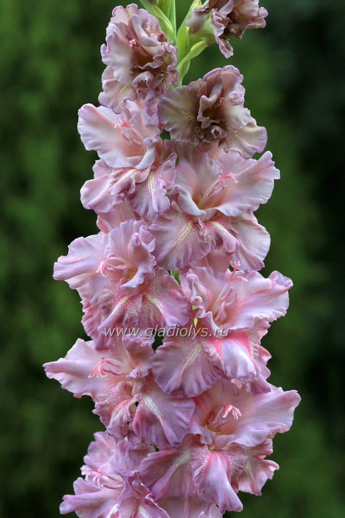 Гладиолус Лесная тропа, селекционер Шевченко