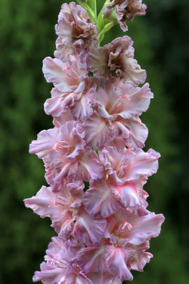 Гладиолус Лесная тропа, селекционер Шевченко