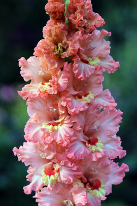 Маленькая фея