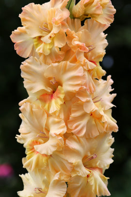 Майя Плисецкая