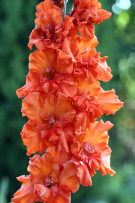 Медовый спас