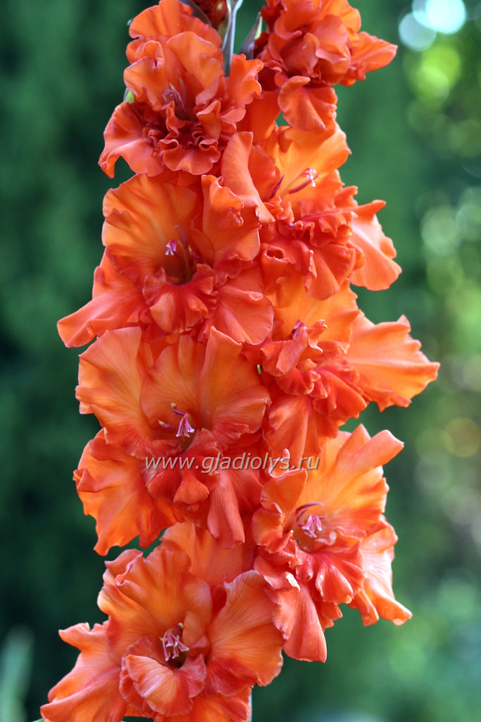 Медовый спас