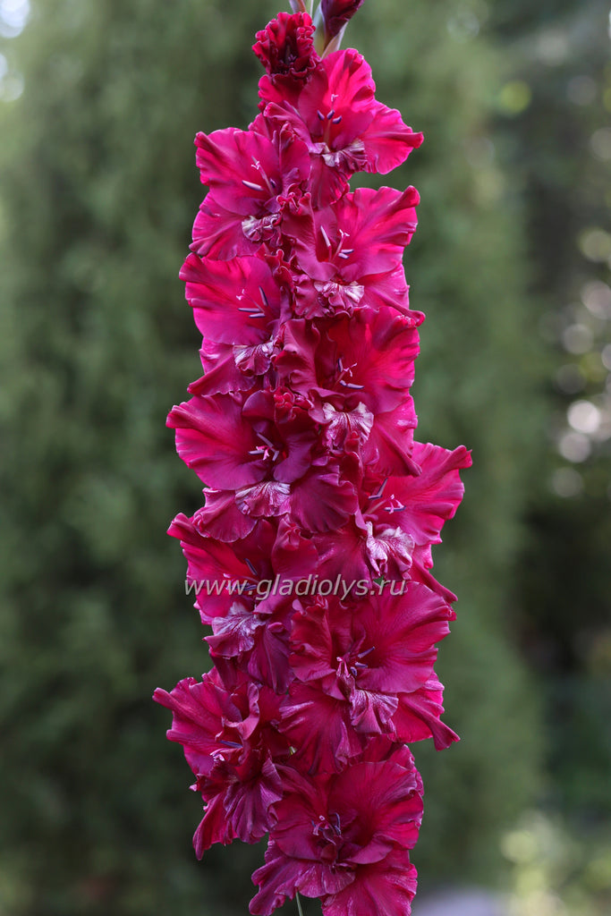 Нактс виесис