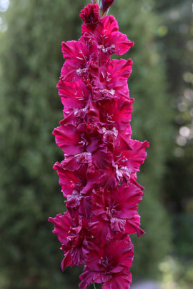 Нактс виесис