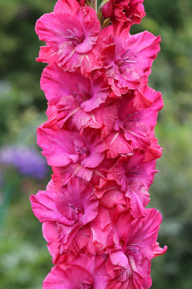 Неоновый мираж