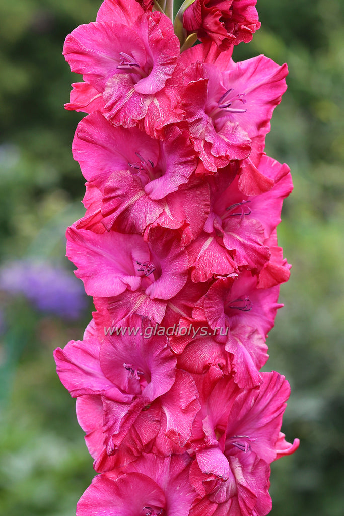 Неоновый мираж