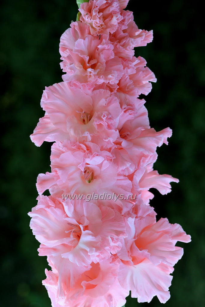 Нежное прикосновение