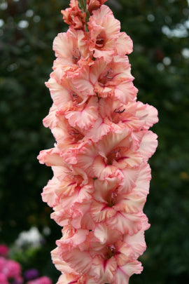 Гладиолус Орион гранд, селекционер Шевченко