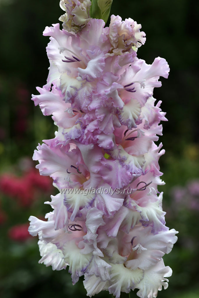 Гладиолус Перламутровое кружево, селекционер Шевченко