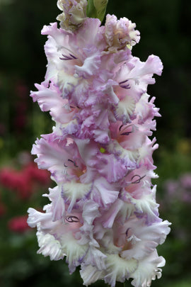 Гладиолус Перламутровое кружево, селекционер Шевченко