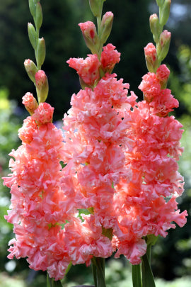 Гладиолус Розовые кудри, селекционер Шевченко