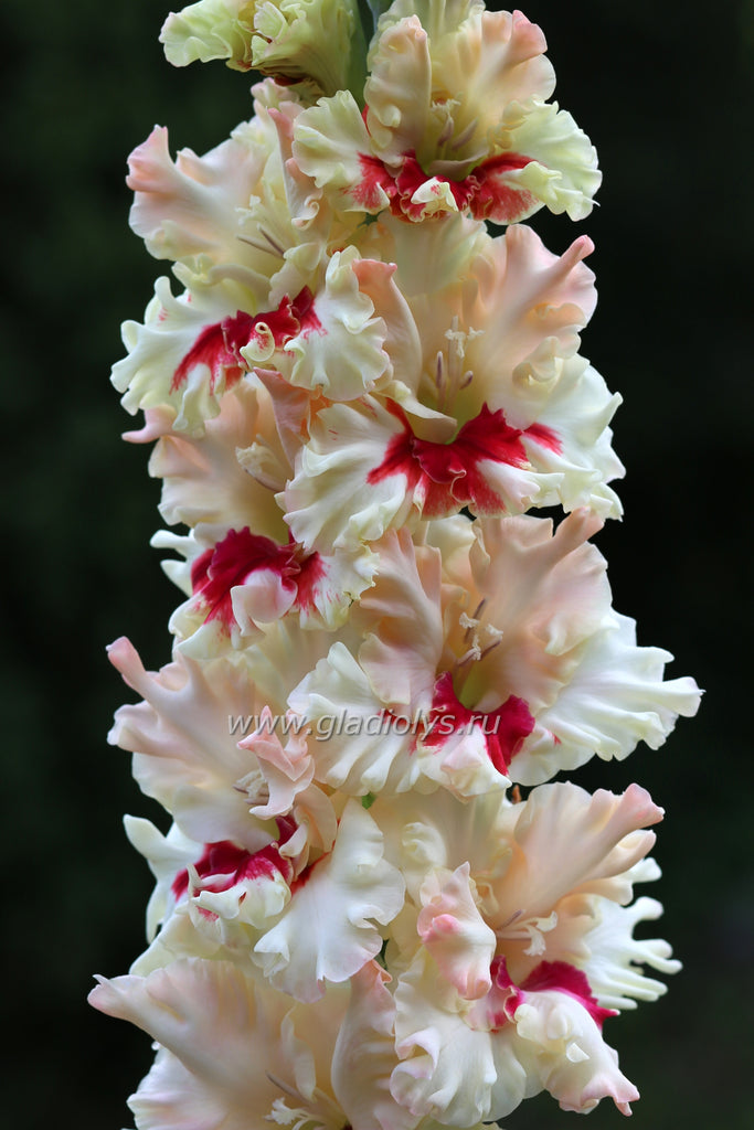 Гладиолус Румяная казачка, селекционер Шевченко