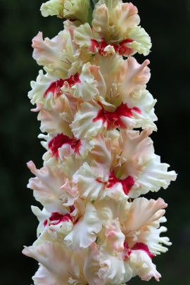 Гладиолус Румяная казачка, селекционер Шевченко