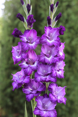 Сапфировая магия