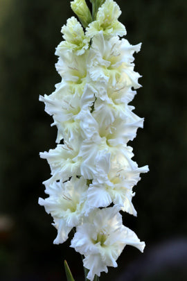 Сниега така