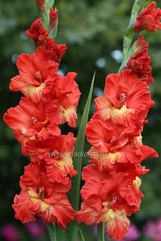 Гладиолус Сын солнца, селекционер Шевченко