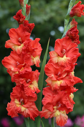 Гладиолус Сын солнца, селекционер Шевченко