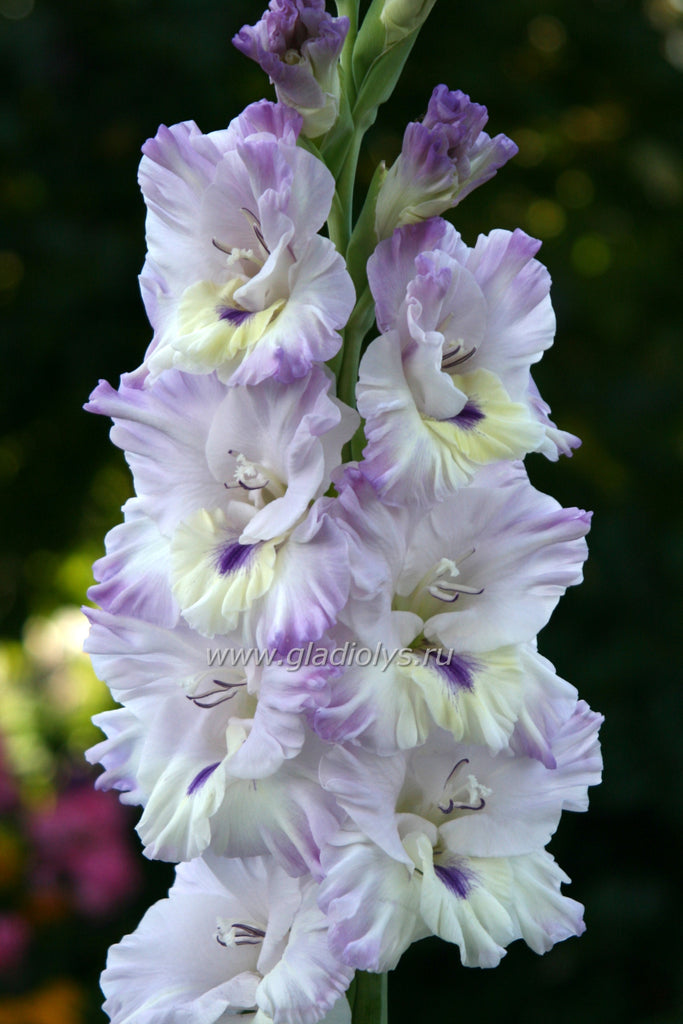 Гладиолус Улыбка звезды, селекционер Шевченко