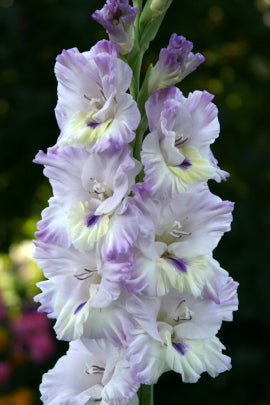 Гладиолус Улыбка звезды, селекционер Шевченко