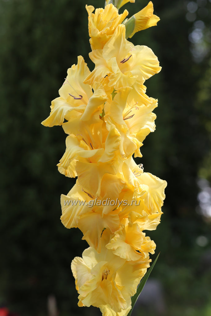 Солнечное настроение