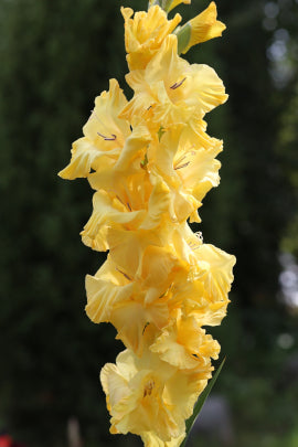 Солнечное настроение