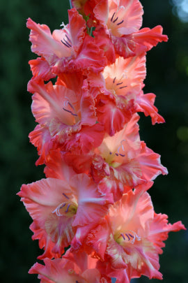 Виват Виктория