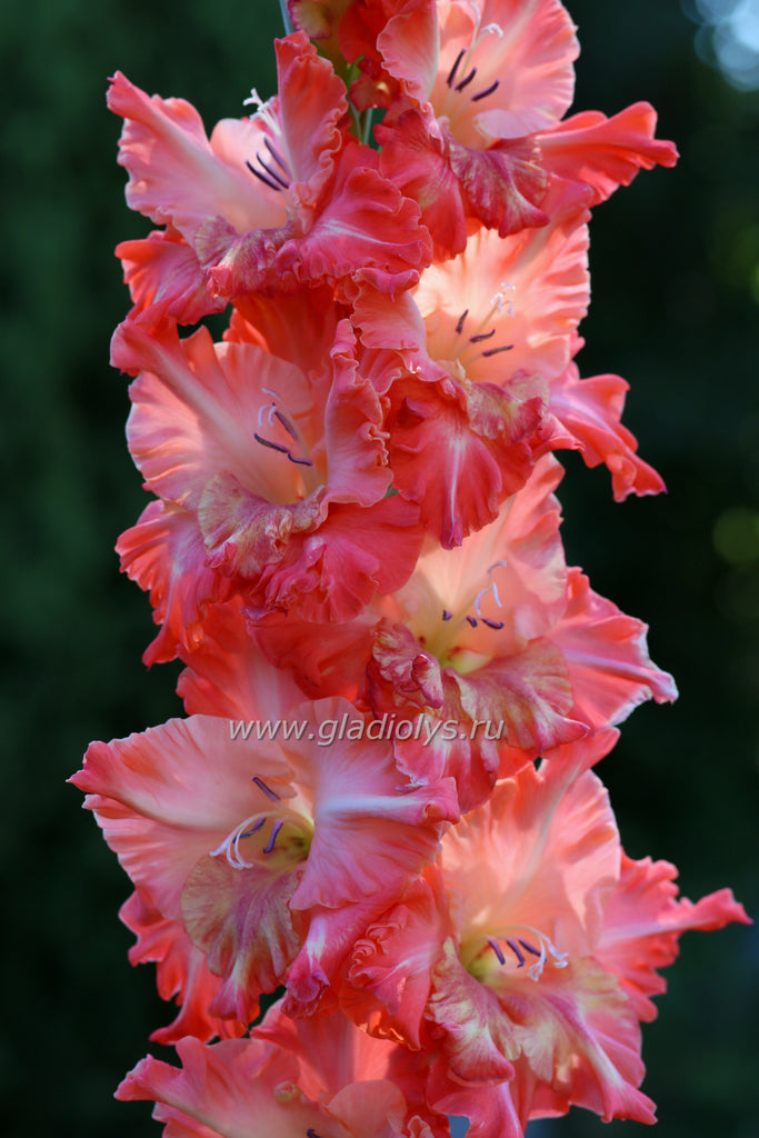 Виват Виктория